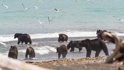 На Сахалине медведи, косатки и орлан позировали на камеру — ФОТО