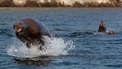 «Орут, как пьяные мужики»: встреча с сивучами на Курилах удивила фотографа из Новосибирска