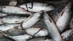 Доступная рыба 