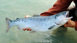 Стало известно, сколько лосося можно поймать на Северных Курилах летом 2022 года