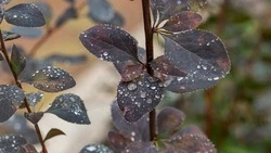 Летний дождь усыпал «алмазами» улицы Южно-Сахалинска: фоторепортаж