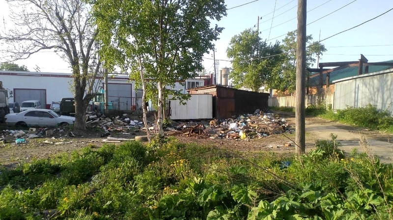 В закоулке Южно-Сахалинска бродячие собаки «пасутся» на большой свалке