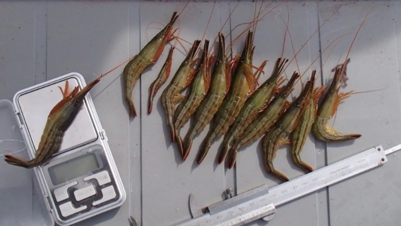 ВНИРО: численность травяной креветки снизилась у западного побережья Сахалина