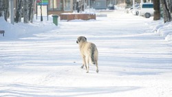 Стая бродячих собак в горпарке Южно-Сахалинска выросла из-за добрых отдыхающих