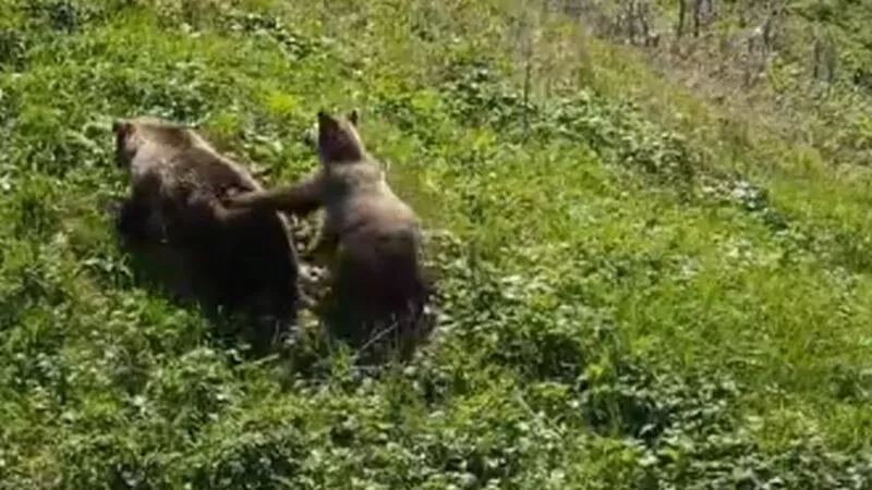 Курильский блогер с квадрокоптера сняла парочку медведей на прогулке