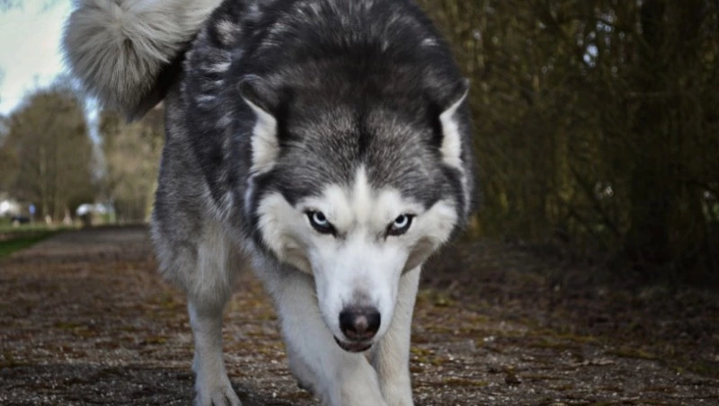Как выжить при встрече с агрессивной собакой: советы сахалинцам      