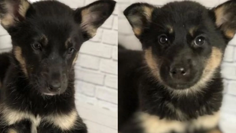 «Съели металлические прищепки»: на Сахалине щенки перенесли полостную операцию 