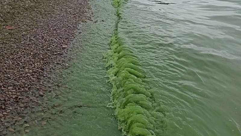 Ядовитый газ со дна: ученые назвали причину массовой гибели рыб в Тунайче