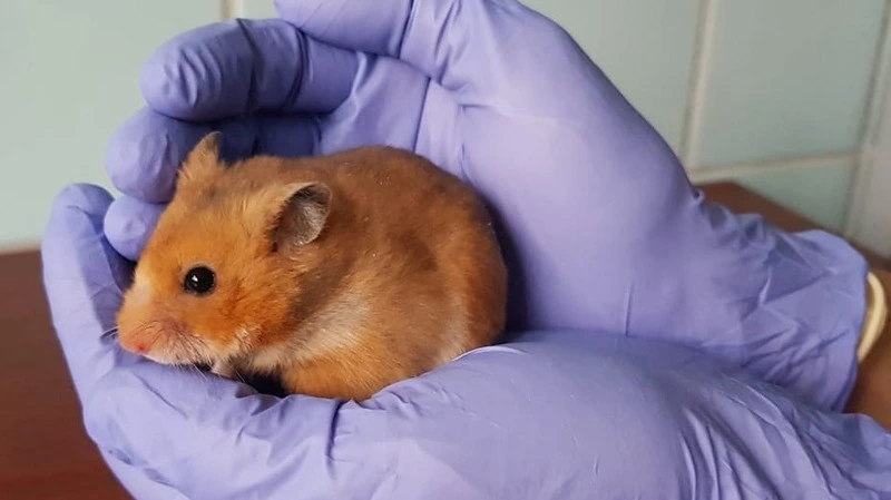 Антитела к коронавирусу сибиряки испытали на сирийских золотистых хомячках