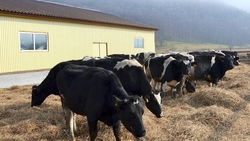110 племенных коров прибыли в «Огоньки»