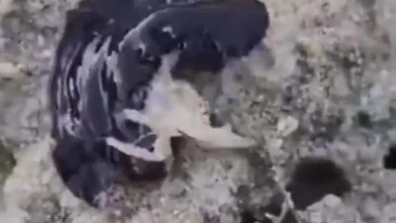 Кто съел краба? Неизвестное существо напугало сахалинцев