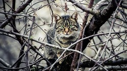 Операция «Cпасти снегиря»: сахалинцы попросили зоозащитников снять кота с дерева 