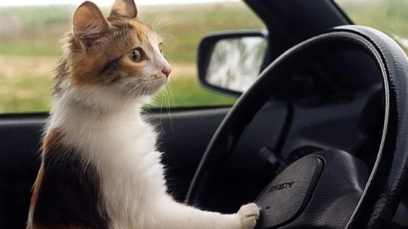 Жителям Сахалина напомнили о правилах перевозки детей в автомобиле