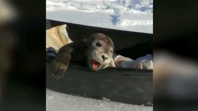 Выползший к сахалинским рыбакам тюлененок умер