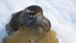 Оливковые дрозды прилетели погостить на заснеженный Парамушир