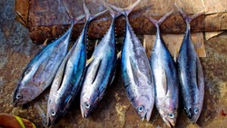 Всемирный день тунца: что за праздник, ТОП-5 блюд из рыбы