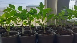 Когда пикировать томаты в апреле 2024: важно запомнить некоторые дни