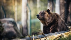 Охотники застрелили медведя, который напал на женщину в Приморье