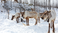 Сахалинские депутаты поддержали законом местных оленеводов