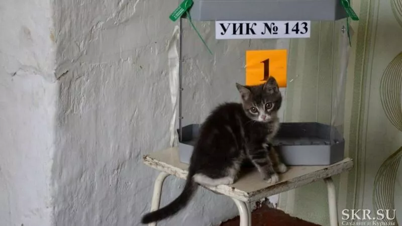 На 15 часов мнение по изменениям в Конституцию высказали более 62 процентов сахалинцев и курильчан