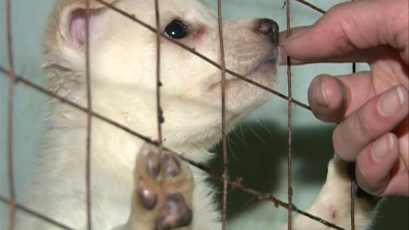 Помогая братьям нашим меньшим