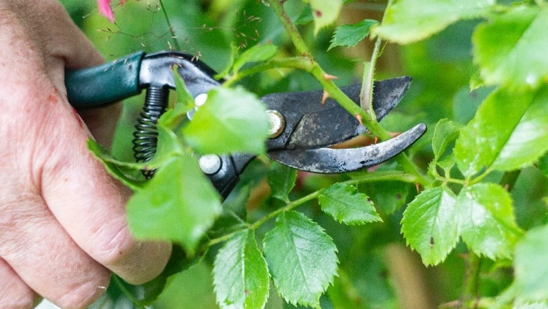 Жителям Сахалина объяснили правила обращения с растительными отходами