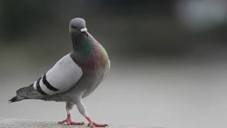 Птичий помет оставил без света библиотеку в Углегорске