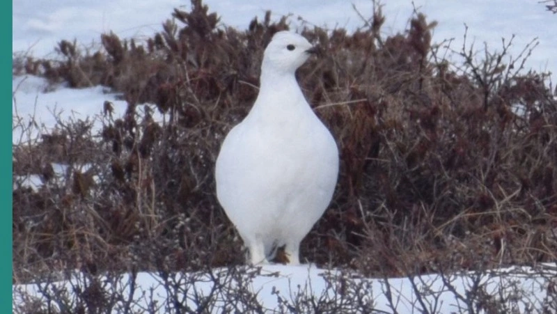 «Ведут себя нескромно»: на севере Сахалина заневестилась куропатка     