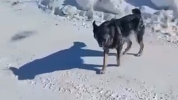 Стая бродячих собак напугала жителей Южно-Сахалинска