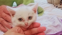 Белого котенка с пулей в позвоночнике спасли зоозащитники Поронайска