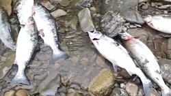 «За пять минут»: сахалинский рыбак наловил гору симы из ручья