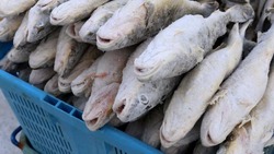 Несколько видов рыбы привезли в шесть районов Сахалинской области 11 января