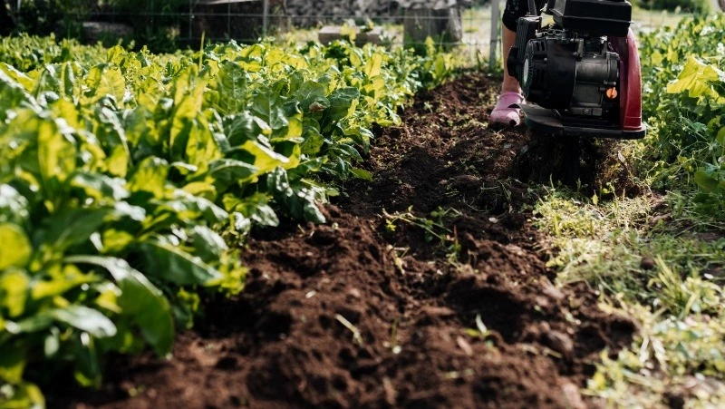 «Папа, не лезь»: как огород поссорил отца и дочь