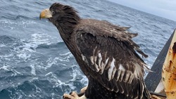 Сахалинские рыбаки засняли оказавшегося на борту судна посреди моря орлана