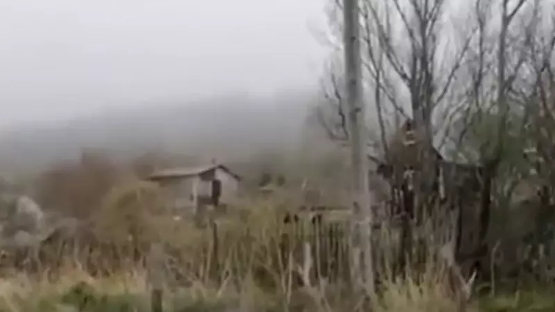 «Что нам МЧС вызывать?»: три медведя кругами ходили на дачах в Корсаковском районе