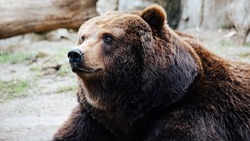 Двух медведей заметили у торий в Долинском районе на выходных