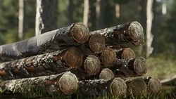 «Это не мы»: в сахалинском суде геокомпания отказывается от ущерба за вырубку леса на 14 млн рублей