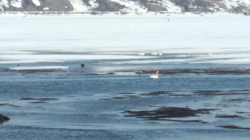Лебеди из Японии добрались до Углегорска