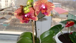 Подражая шмелям и бабочкам