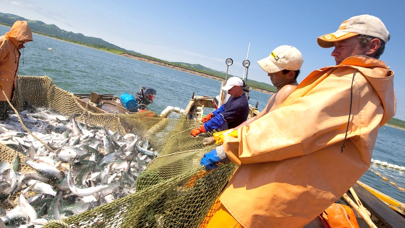 Эксперт: рыбная отрасль Курил получила шанс выйти на новый уровень