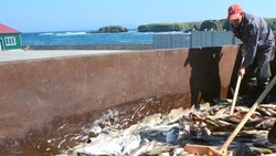 Путина лосося официально началась на северо-западе Сахалина