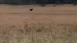Взрослый медведь гуляет рядом с домами на Курилах