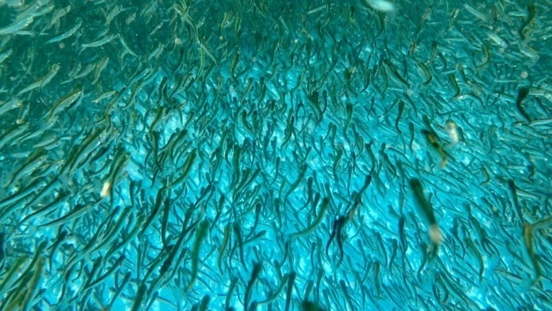 На корма для подращивания лососевых выделят миллионы рублей на Сахалине