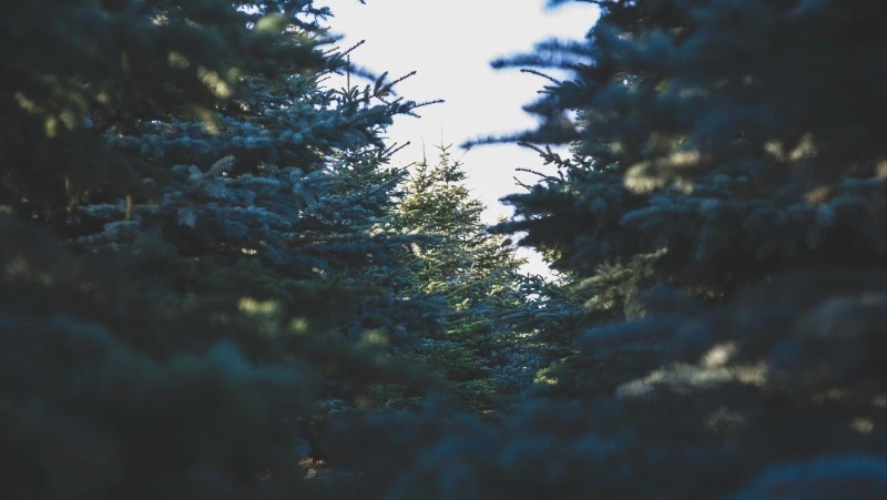 Больше 20 елей пытались вывезти из леса неизвестные на юге Сахалина