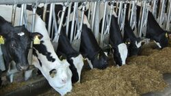 Резидент сахалинской ТОР «Южная» более чем в полтора раза увеличил производство молока