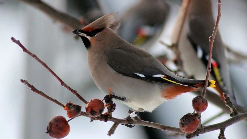 На Сахалине запели свиристели