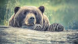 Сахалинцев приглашают пожелать медведям сладких снов