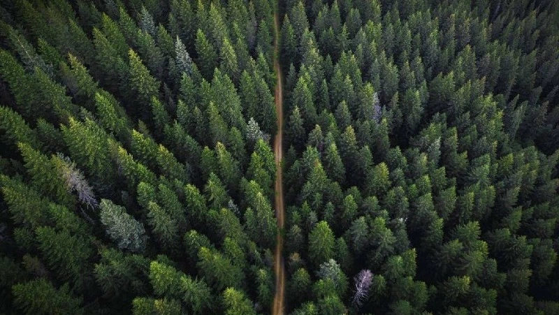 Гектары хвойных деревьев: как жители Сахалина сохраняют лесной массив