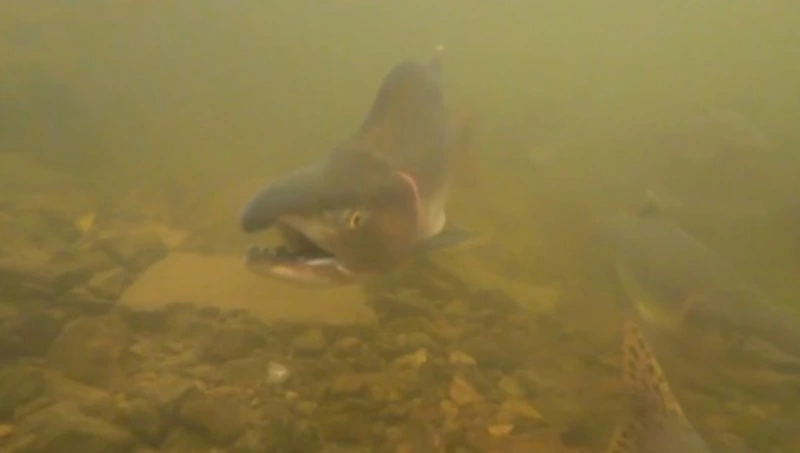 Нерест лосося на глубине снял на камеру сахалинский блогер