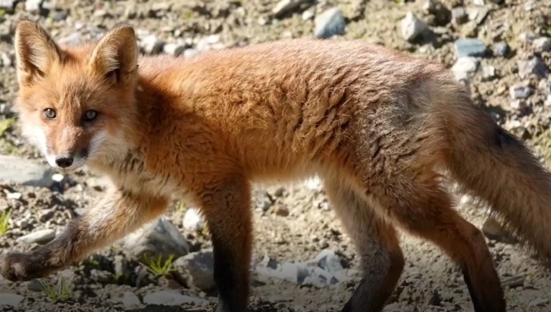 Семейство лис разгуливает возле совхоза «Тепличный» в Южно-Сахалинске
